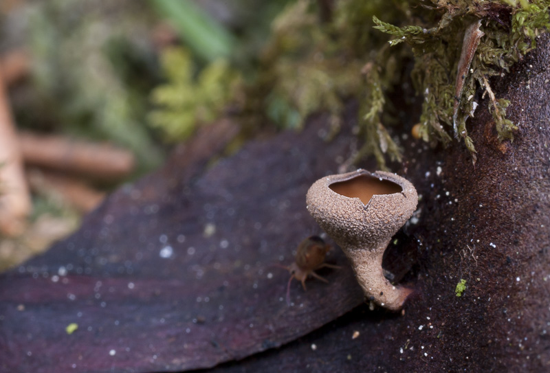 Ciboria rufofusca